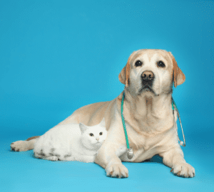 Biały kot leżący obok żółtego labradora z zielonym stetoskopem na szyi, na niebieskim tle.